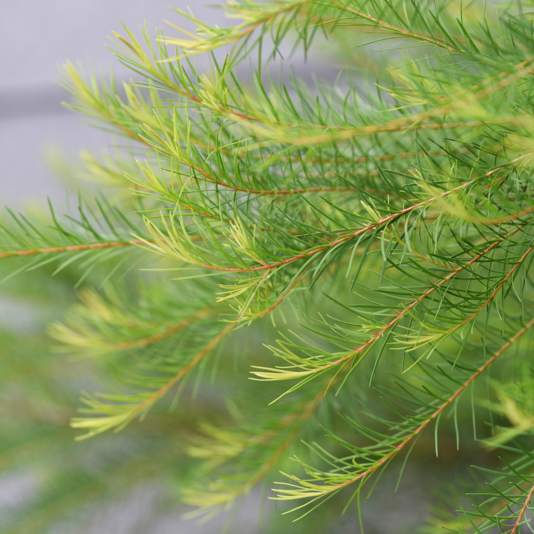 アウトドアミストの植物成分、緑の松葉（針状の葉）アップ