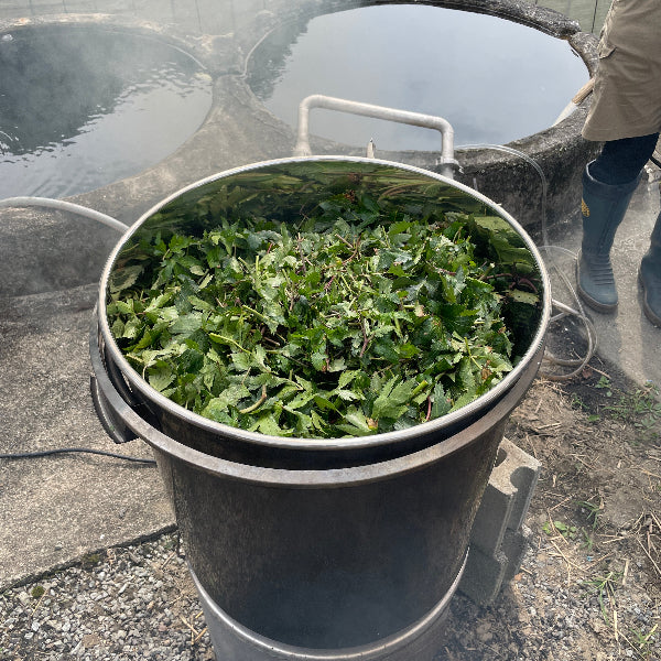 大和当帰の蒸留 