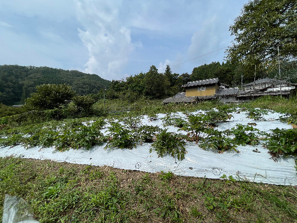 奈良県の宇陀にある大和当帰の畑。 