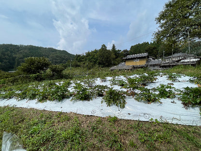 奈良県の宇陀にある大和当帰の畑。 