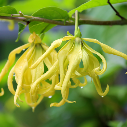 アウトドアミストの植物成分、黄色い花とつぼみのアップ