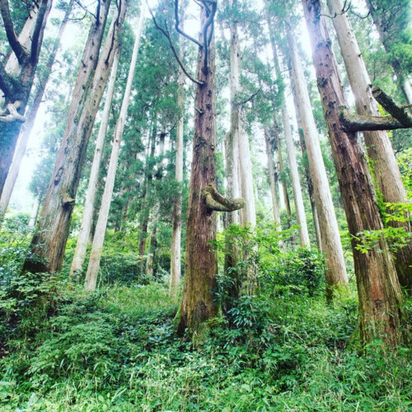 200年の森アンティークウッドオイル- 5ml premium box／フルーティーな熊本の杉の香りといえばこの精油／小国町森林組合【熊本】／和精油 - 和精油のある暮らし