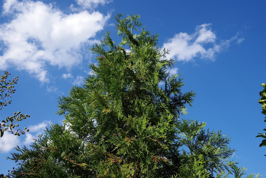 ヒノキチオールvs薬剤耐性肺炎球菌 和精油のある暮らし ブログ