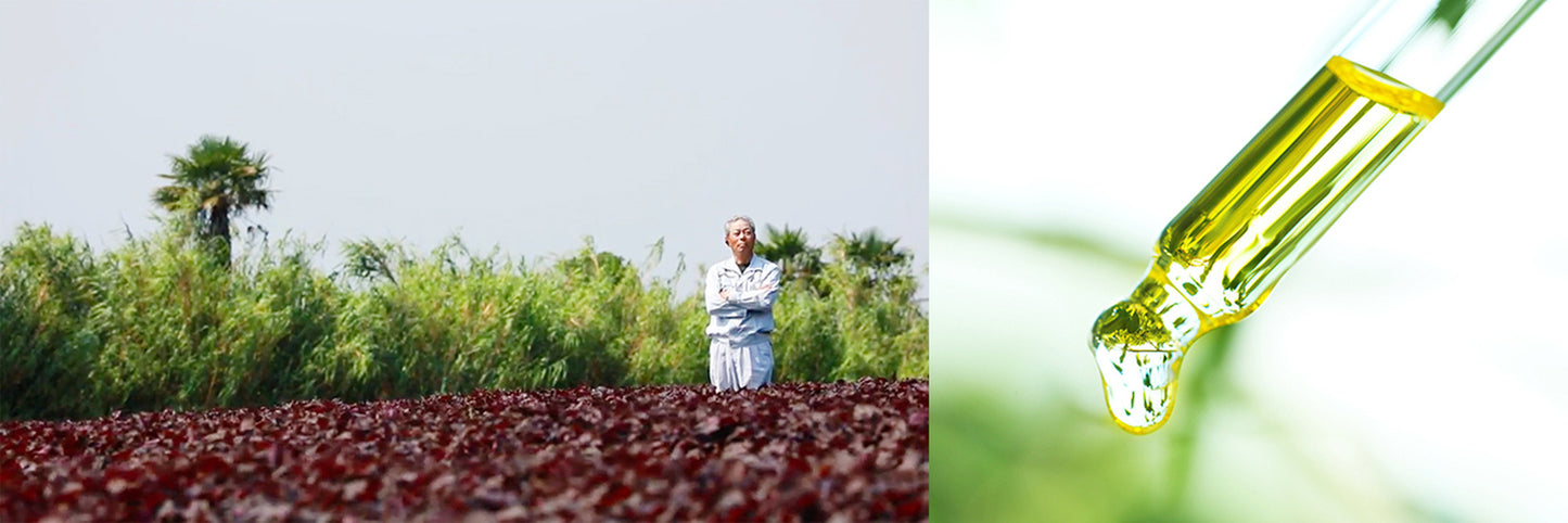 スキンケアはお肌の食事！赤紫蘇の香りと良質な椿オイルで艶やかな髪へ／スキンレメディ コンプリートシャンプー 300ml／SHIZOOJU｜シズージュ【福岡県】 - 和精油のある暮らし