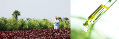 スキンケアはお肌の食事！赤紫蘇の香りと良質な椿オイルで艶やかな髪へ／スキンレメディ コンプリートシャンプー 300ml／SHIZOOJU｜シズージュ【福岡県】 - 和精油のある暮らし