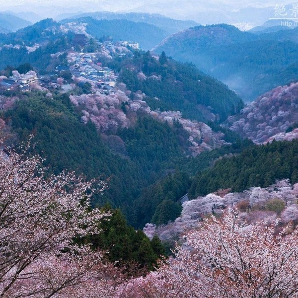 和精油THERAのイメージ：桜咲く山並み