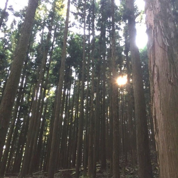 和精油THERAのイメージ：針葉樹の森
