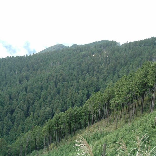 和精油THERAのイメージ：緑の森林の山