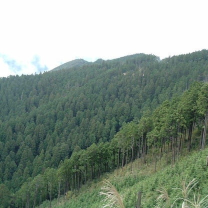 和精油THERAのイメージ：緑の森林の山